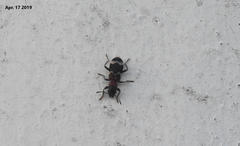 Thanasimus substriatus
