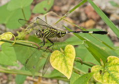 Orthetrum sabina