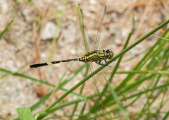 Orthetrum sabina