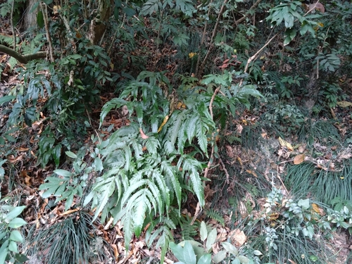 Tectaria rockii, 2024-02-05