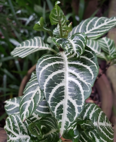Zebra Plant (Aphelandra squarrosa)