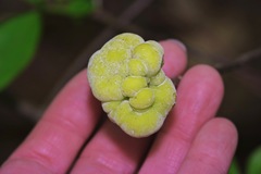 Exobasidium symploci