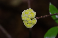 Exobasidium symploci