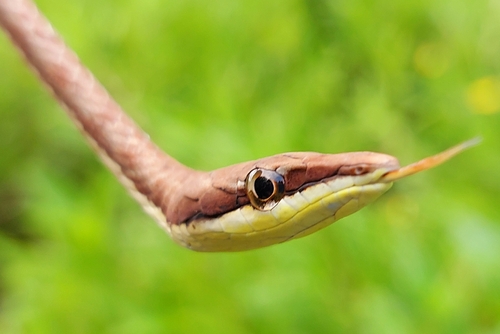Oxybelis transandinus