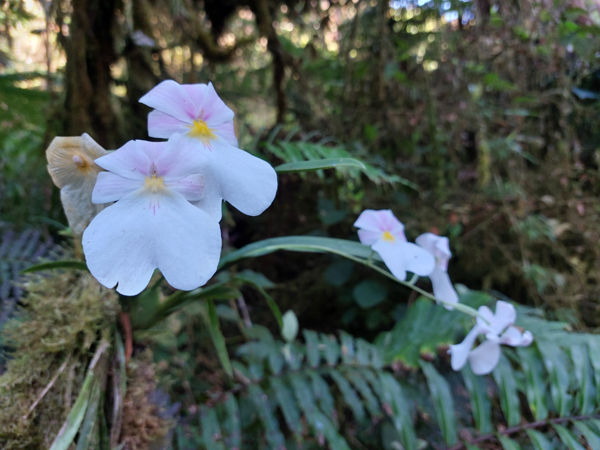 Imagem de Orquídea