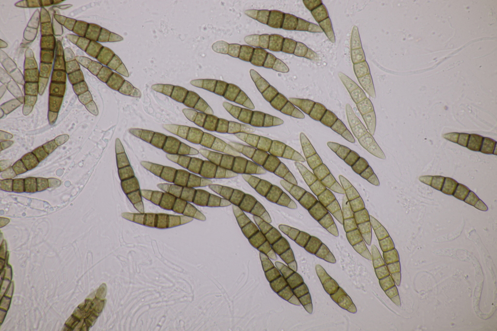 Lophiostoma arundinis