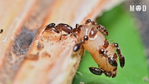 诗琳通支蚁Cladomyrma sirindhornae