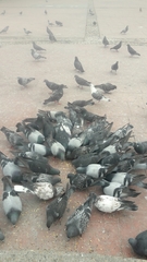 Columba livia domestica