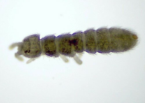 Proctostephanus stuckeni