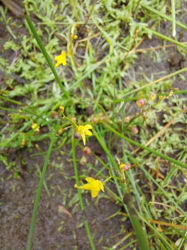 Utricularia pusilla, photograph 6