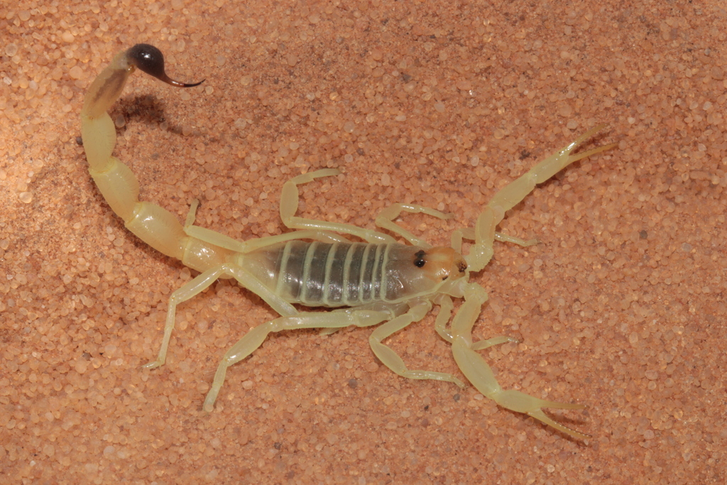 Buthacus nigroaculeatus