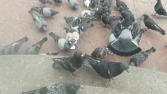 Columba livia domestica