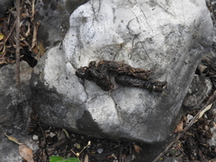 Bassariscus