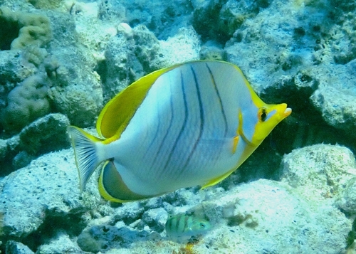 Yellowhead Butterflyfish — seen at this dive site