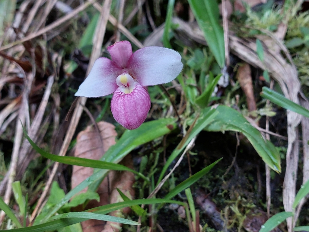 Phragmipedium schlimii; photograph (c) Rob Felix, some rights reserved (CC BY)