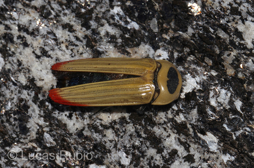 Hiperantha theryi