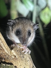 Bishop's Slender Opossum photo 3