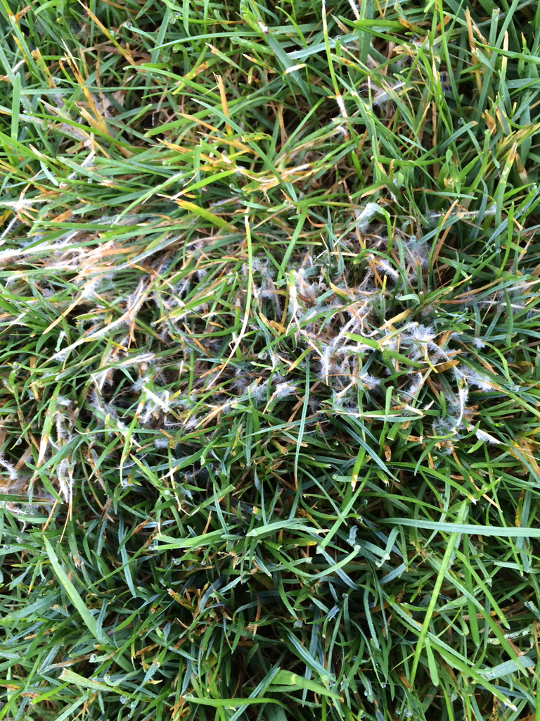 Rhizoctonia