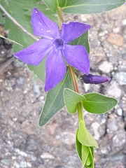 Vinca herbacea