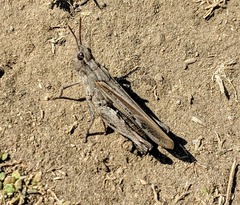 Chimarocephala elongata