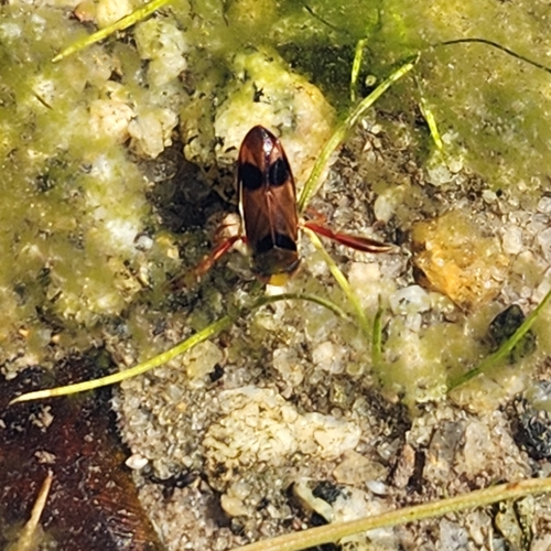 Hesperocorixa brimleyi