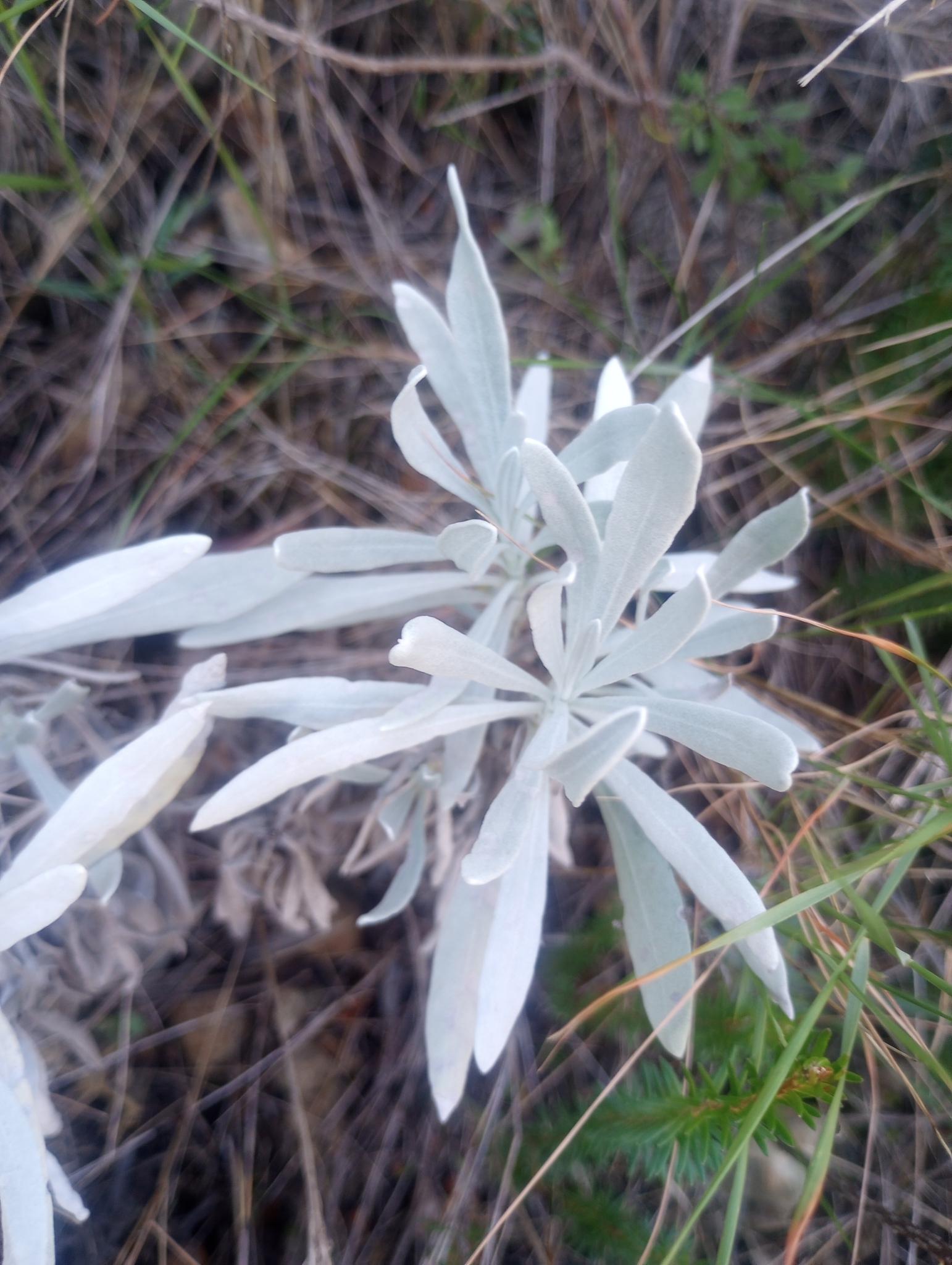 Imagem de Lavanda