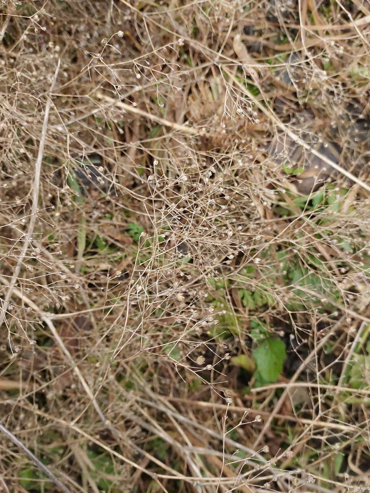 Imagem de Mosquitinho