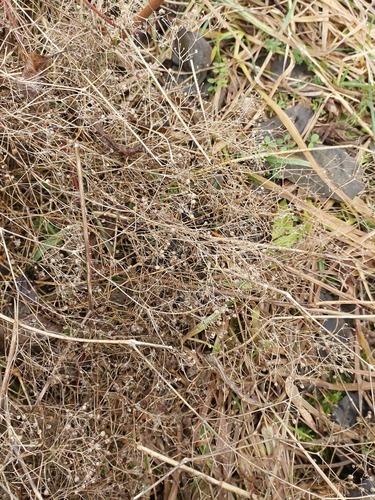 Foto de Mosquitinho