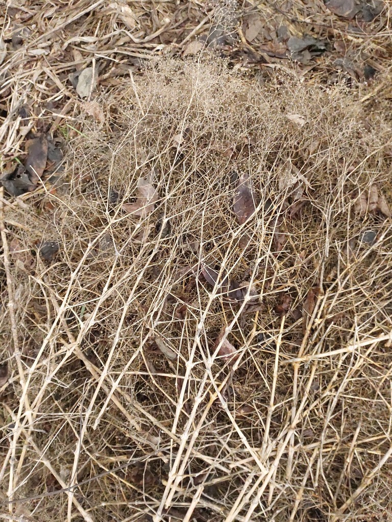 Foto de Mosquitinho