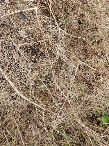 Foto de Mosquitinho