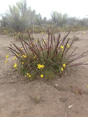 Agrostis variabilis