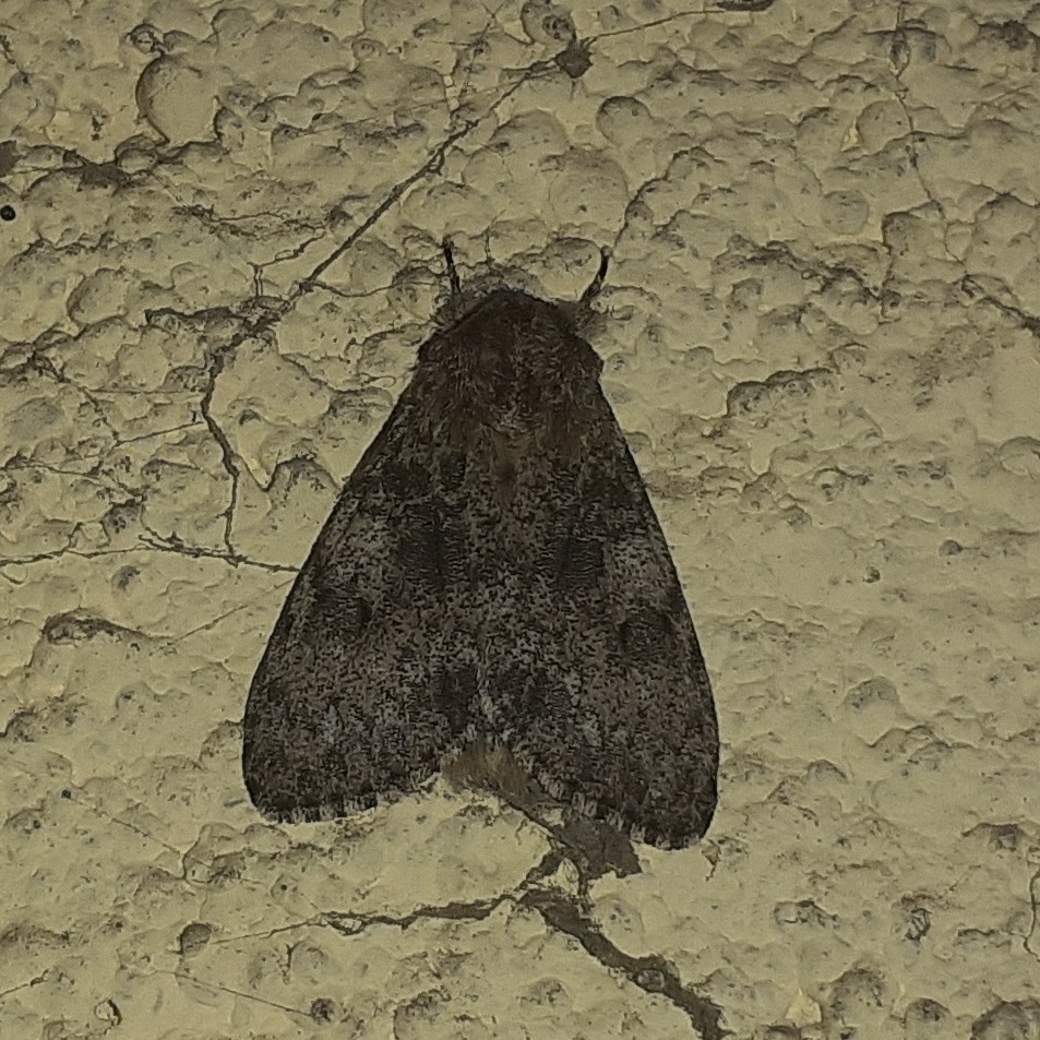 Underwing, Tiger, Tussock, and Allied Moths from Mumbai Veterinary College, Goregaon on February