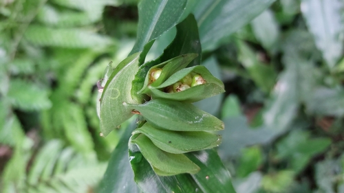 Commelina paludosa (Commelina paludosa)
