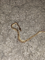 Saint Lucia Viper photo 3