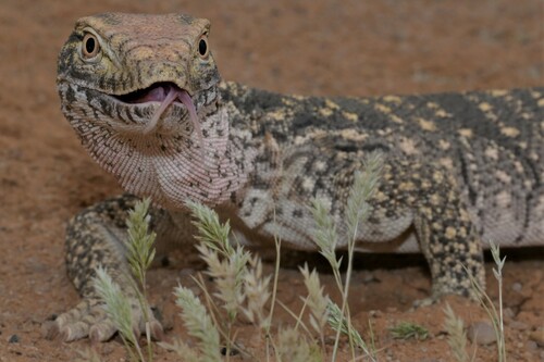 Desert Monitor