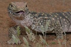 Desert Monitor photo 4