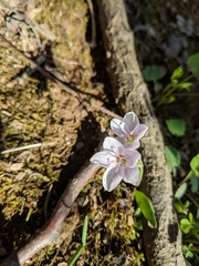 Claytonia