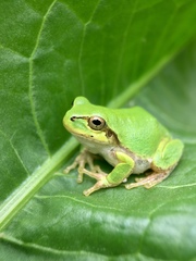 Hyla japonica