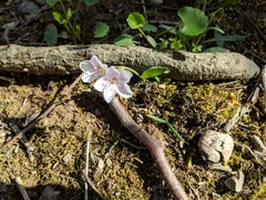 Claytonia