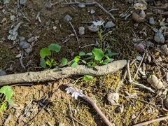 Claytonia