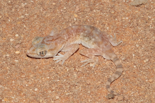 Slevin's Short-fingered Gecko