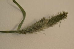 Carex complanata