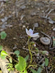 Claytonia
