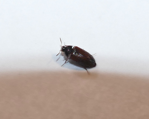 Black Carpet Beetle photo 6
