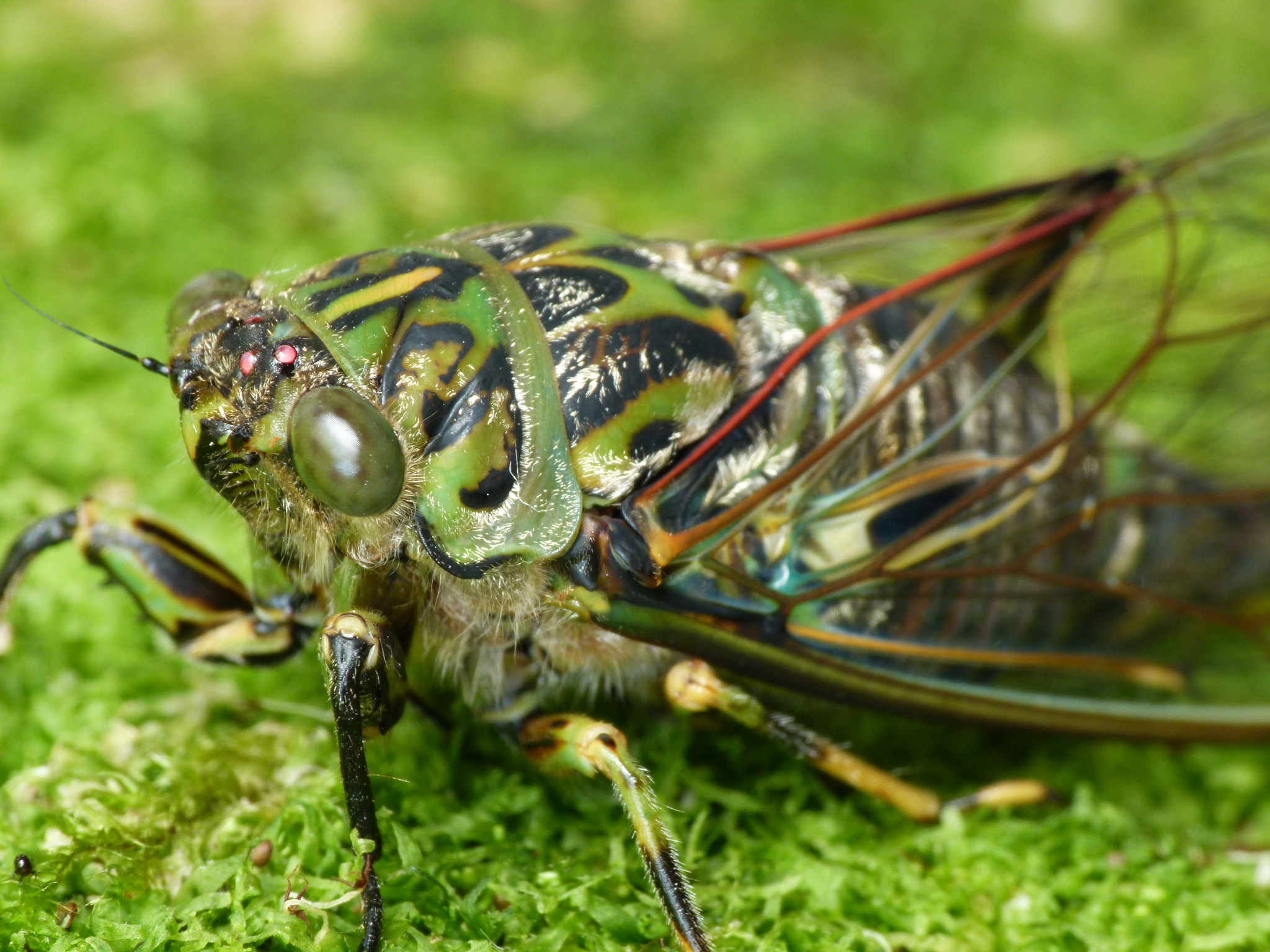 Chorus Cicada (Amphipsalta zelandica) · iNaturalist