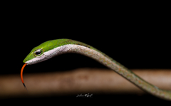 Usambara Vine Snake photo 2