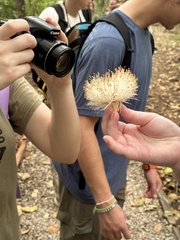 Pseudobombax septenatum image