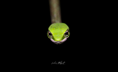 Usambara Vine Snake photo 3