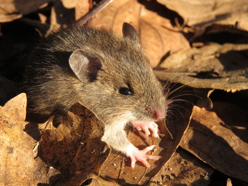 Algerian Mouse, Coimbra, Portugal, photo 3 of 10