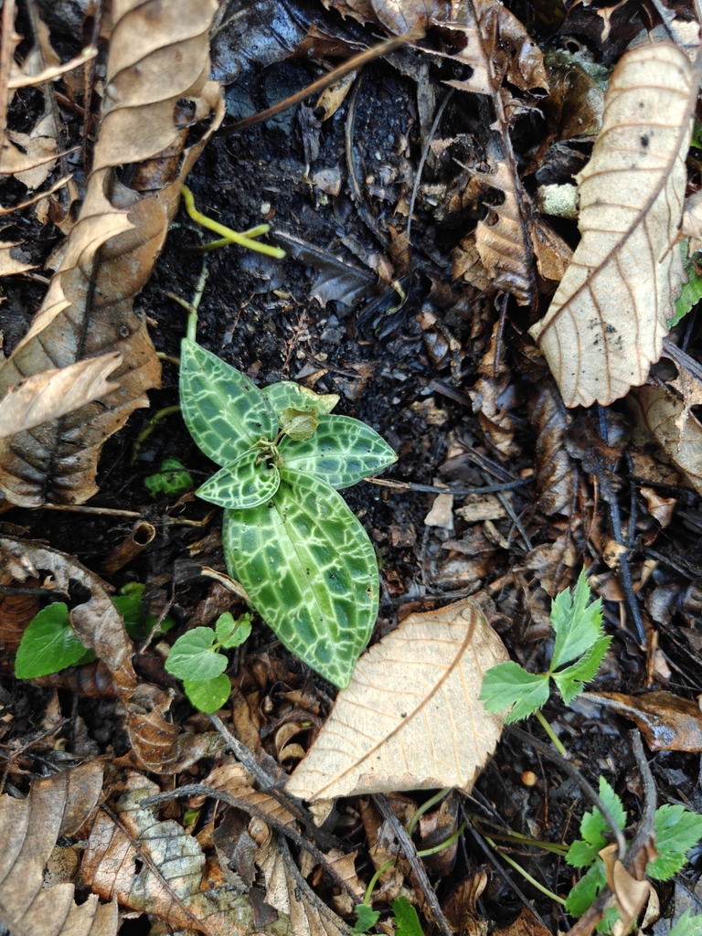Goodyera alveolata